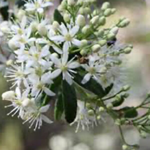 Sweet Bursaria